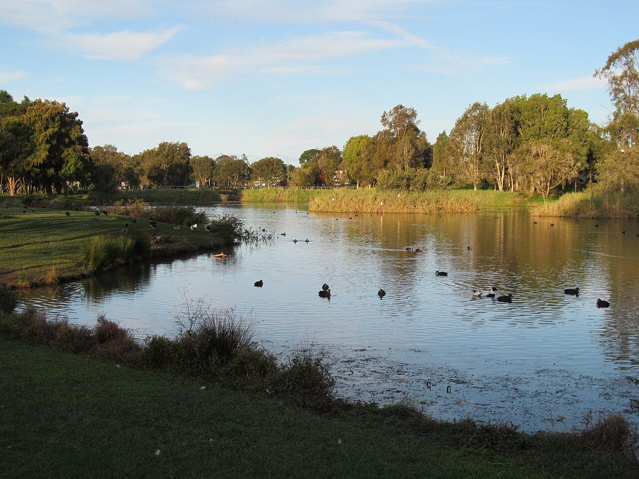 Pond at Harold Kielly Park, Bald Hills