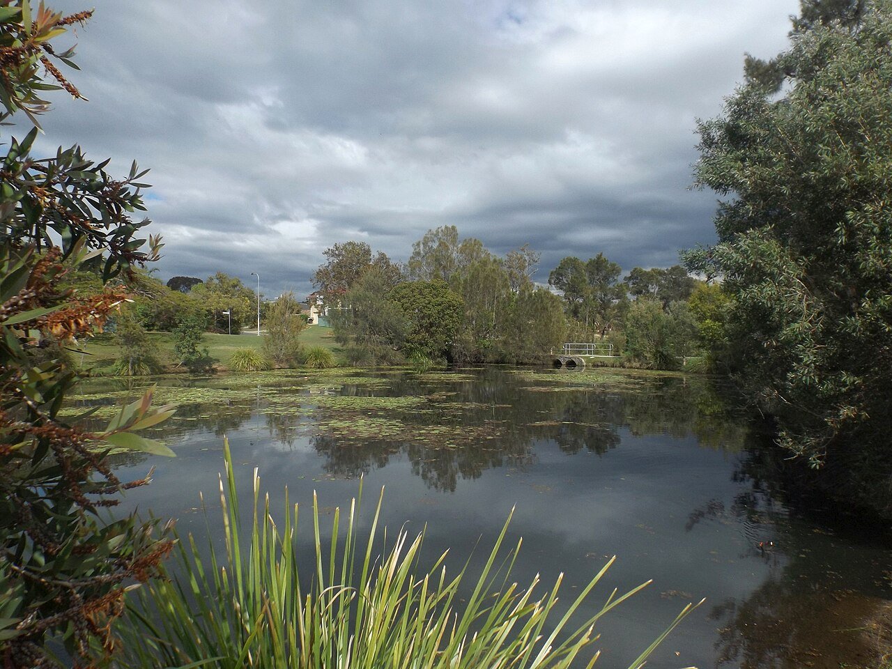 Pond and trees at Canterbury Park, Bald Hills