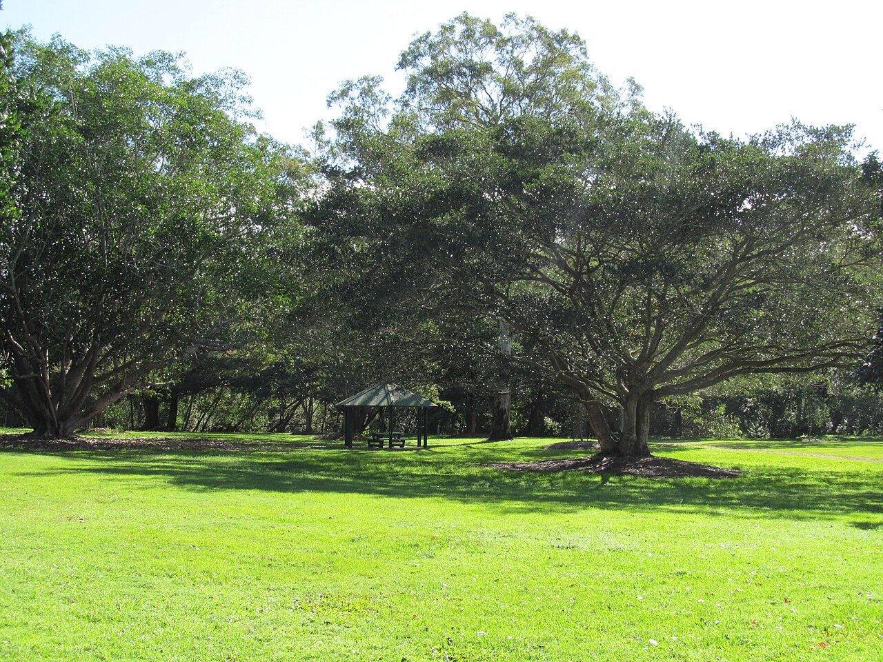 Capalaba regional park 1
