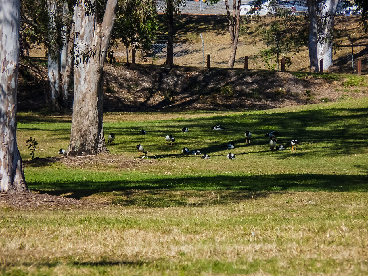 Magpie geese Colmslie Beach Reserve Murarrie