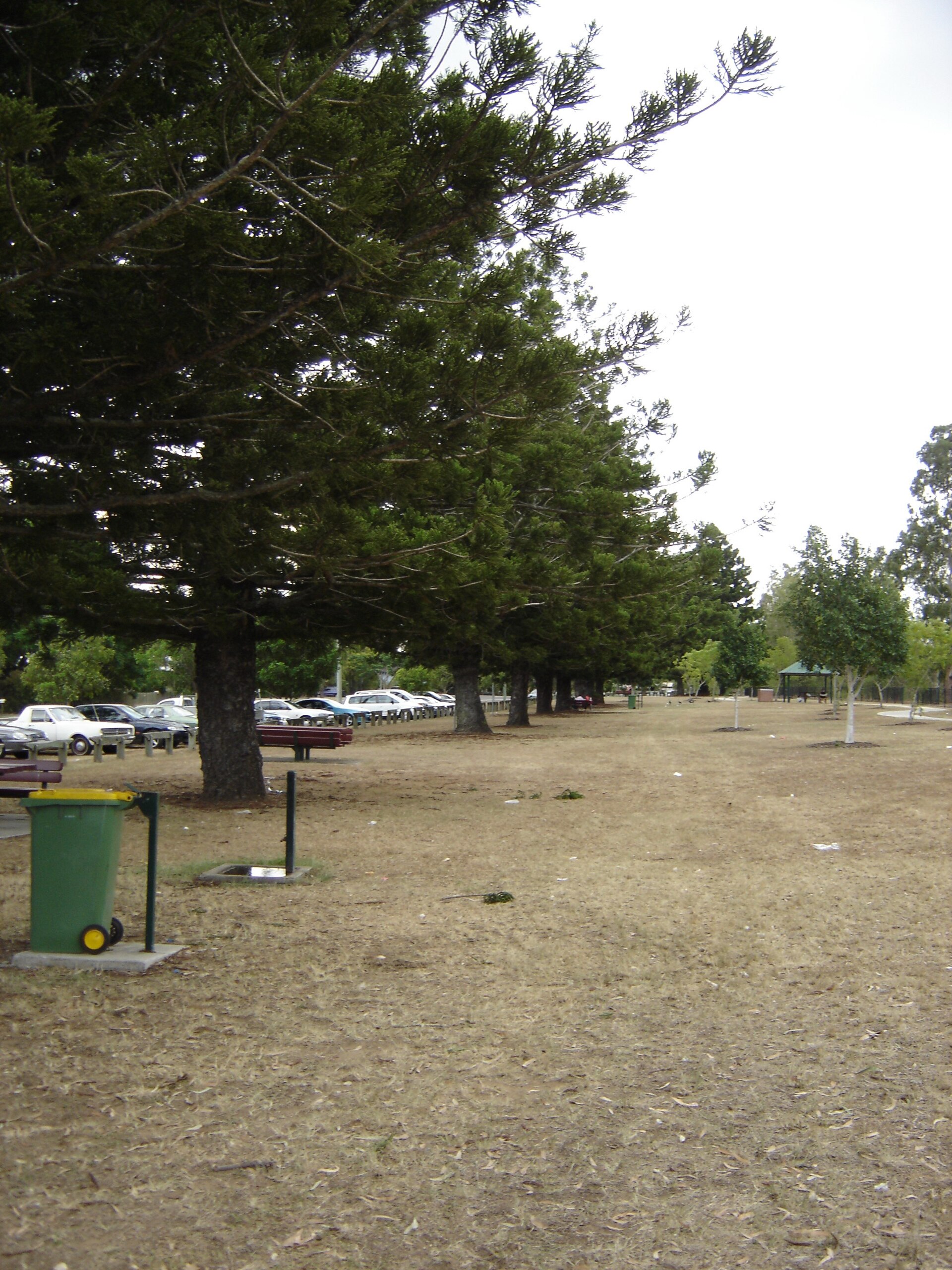 Hoop pines at Richardson Park, Goodna