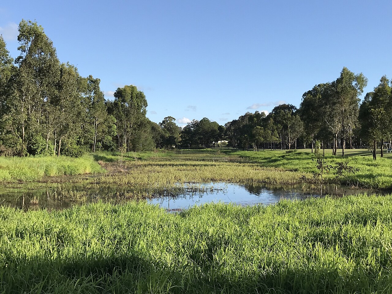 Wetland pond at Logan River Parklands