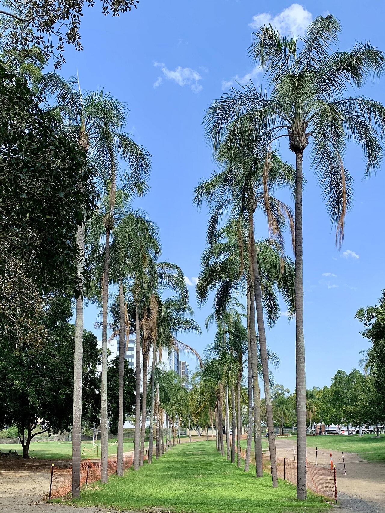 Avenue of Honour, Toowong Memorial Park, Brisbane