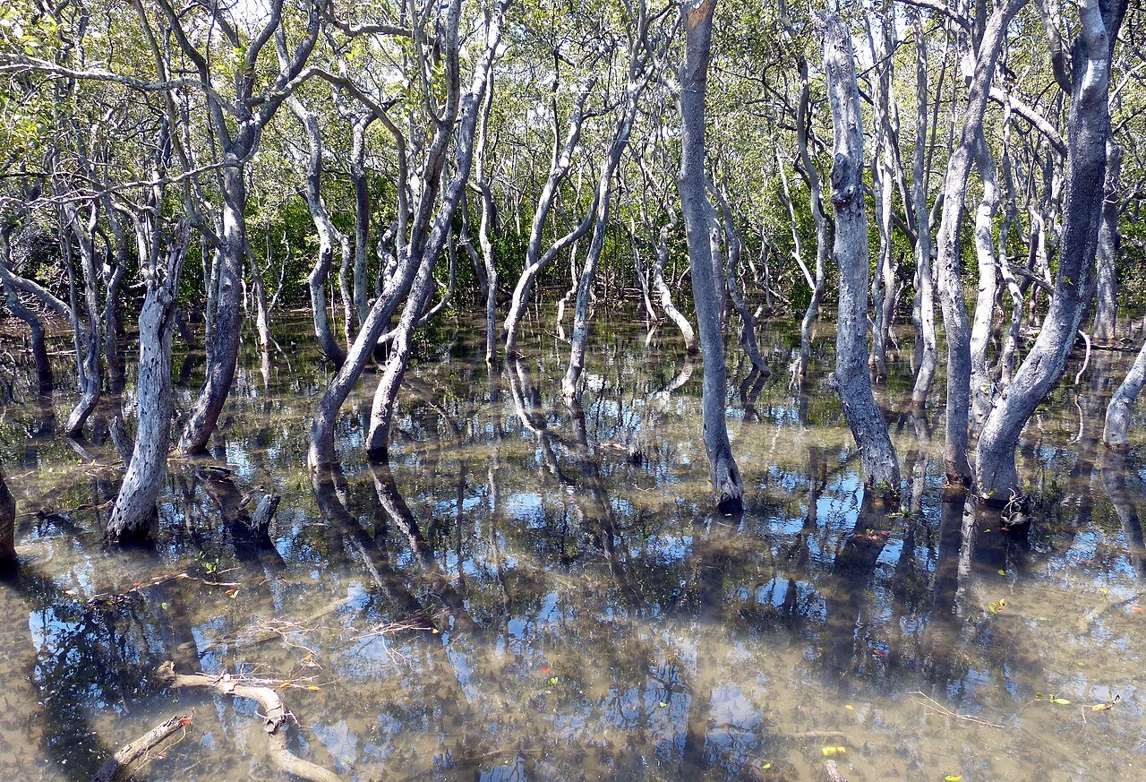 Mangroves at Nudgee Beach Reserve