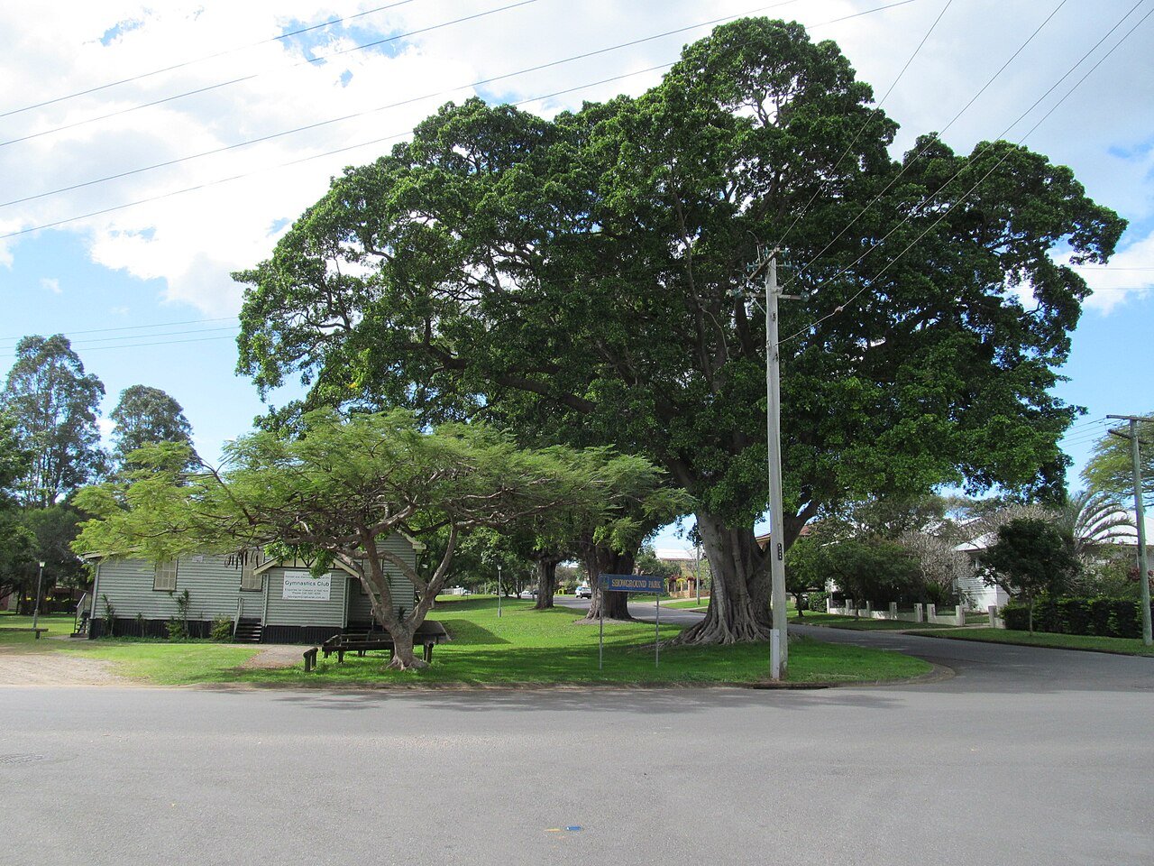 Large shade trees at Showground Park, Nudgee