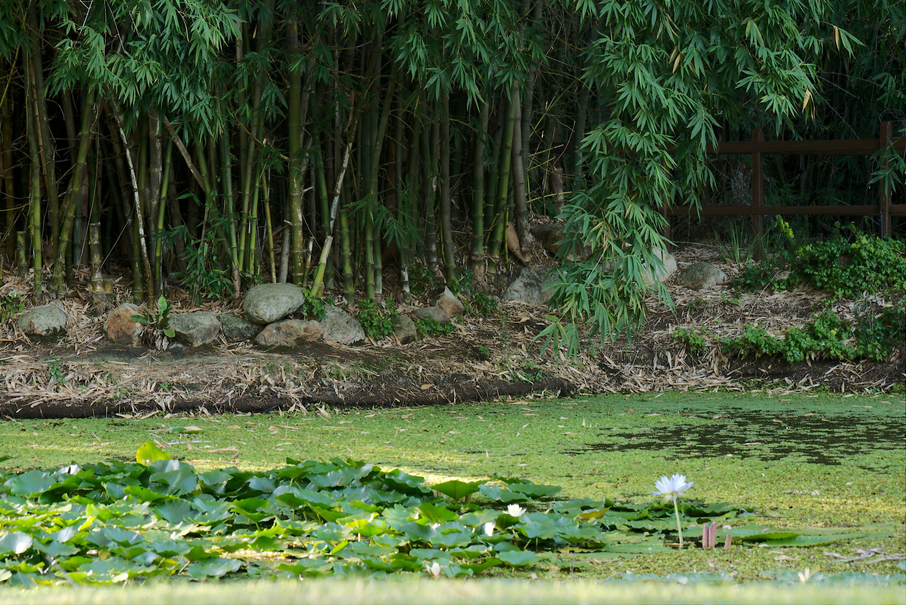 Lily pond surrounded by bamboo at Kholo Gardens