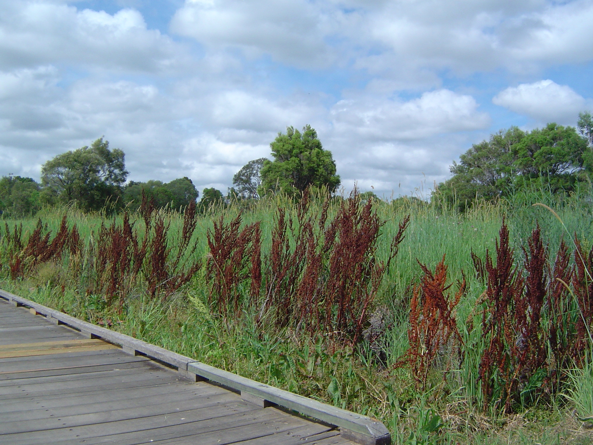 Boardwalk and parkland at Riverdale Park