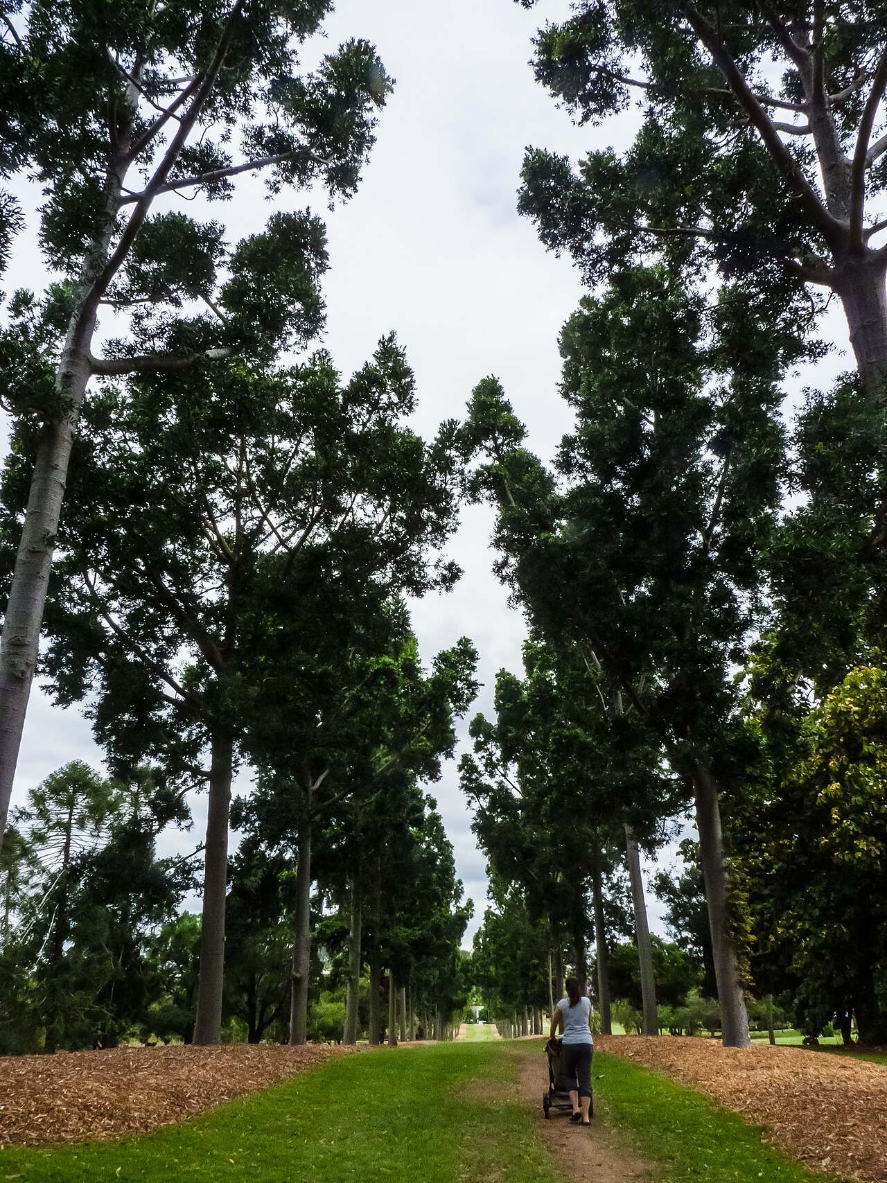 Queensland kauri avenue at Sherwood Arboretum