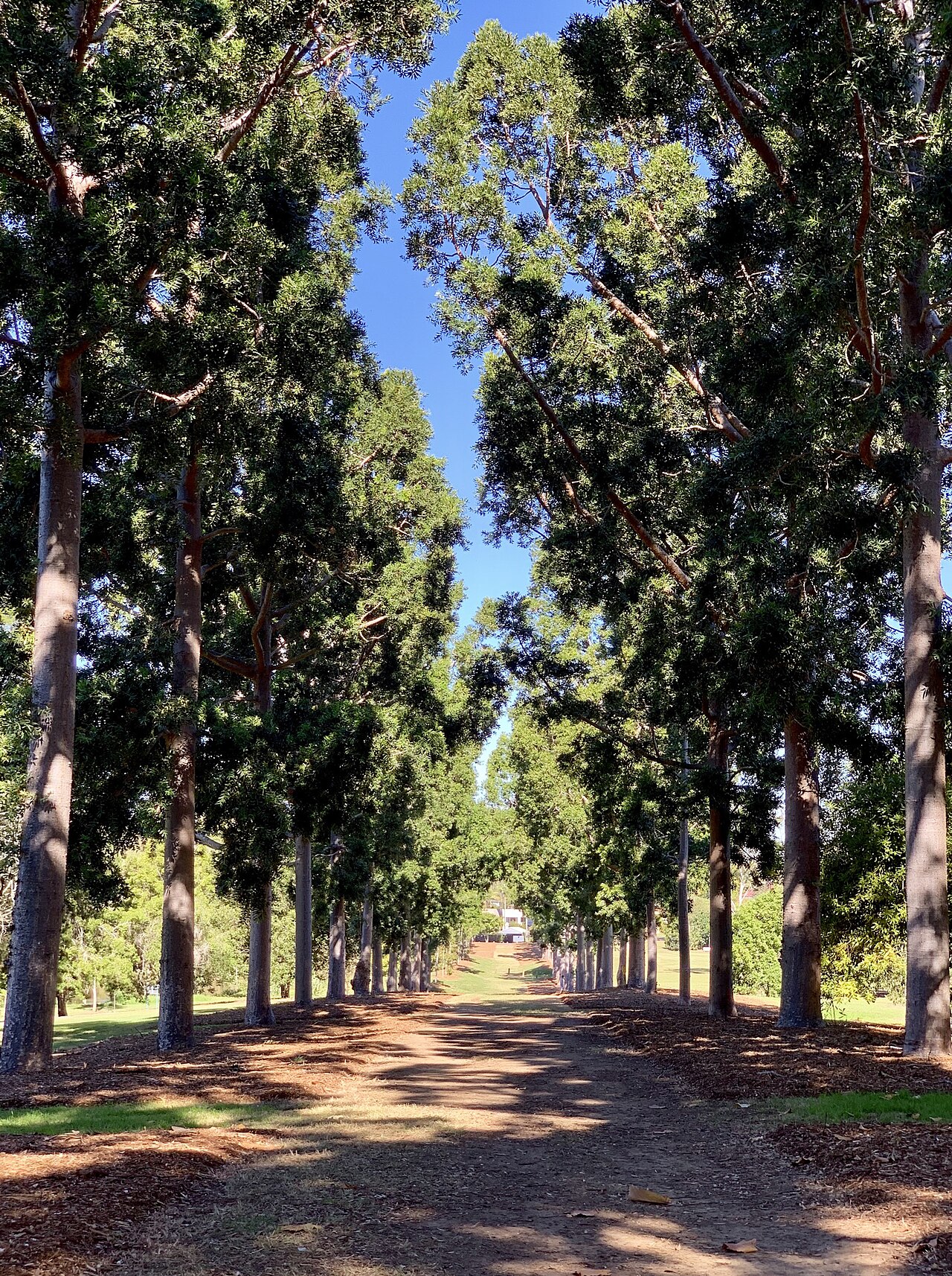 Avenue at Sherwood Arboretum, Sherwood, Queensland, Australia
