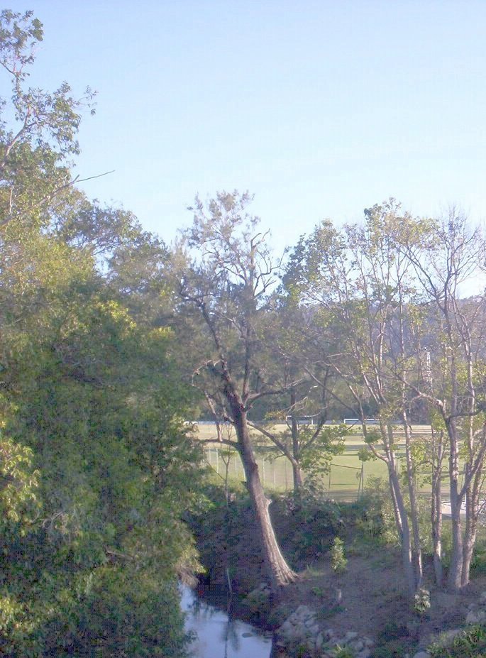 Creek and trees at Walton Bridge Reserve, The Gap
